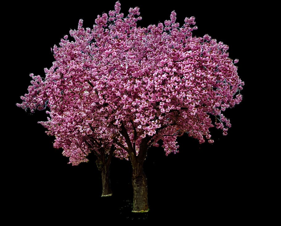 cherry, blossom, fresh, flower, nature, fragrance, garden, blooming HD wallpaper