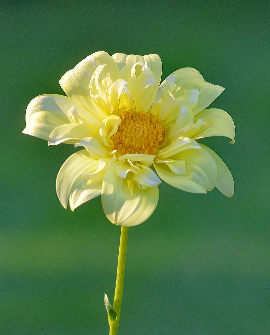Yellow Petaled Flowering Plant, beautiful, bloom, blooming, blur HD wallpaper