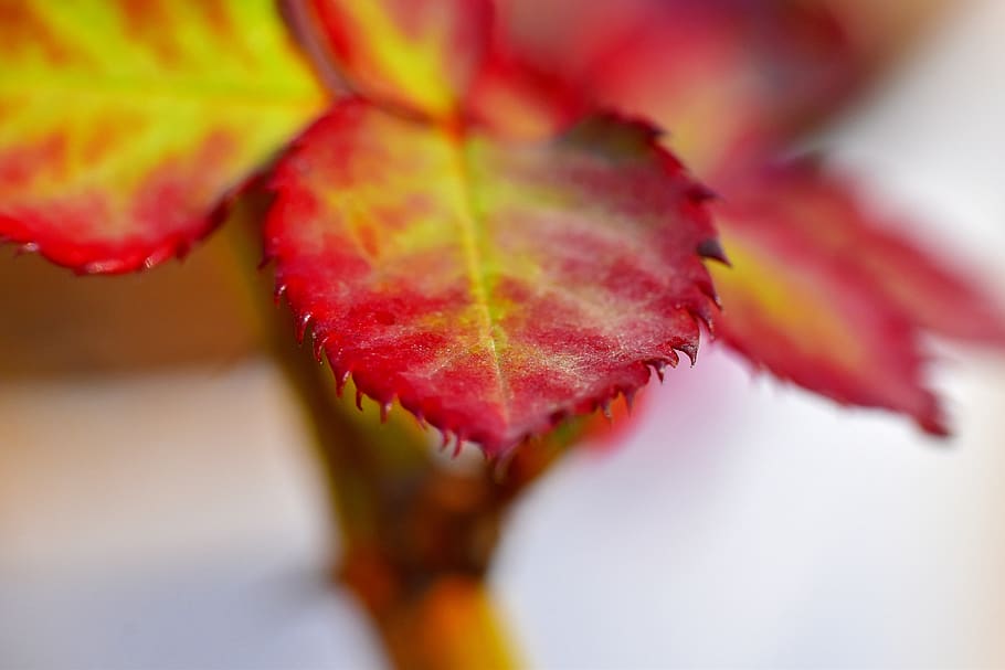 rose leaf, red leaf, nascent, bloom, close-up, fruit, plant part HD wallpaper