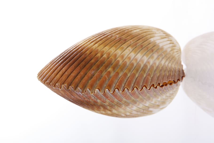 bone, close-up, closeup, coast, coastline, cockle-shell, conch HD wallpaper