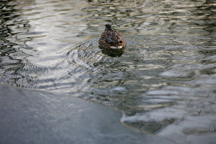 duck, lagoon, water, pond, lake, animal themes, one animal HD wallpaper