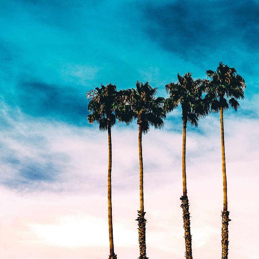 palms, beach, summer, blue, sky, palm tree, tropical climate HD wallpaper