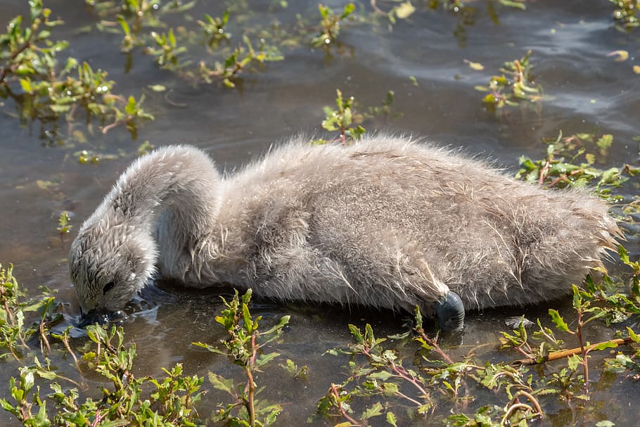 swan, cub, eat, water, young, summer, nature, one animal, animal wildlife HD wallpaper