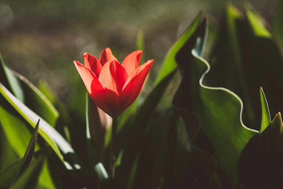 tulip, flower, red, garden, in the garden, nature, flora, small tulip HD wallpaper