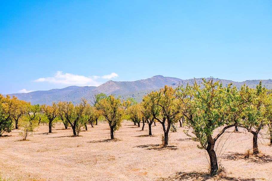 spain, jalón, blue sky, summer, hot, day, daylight, copy space HD wallpaper