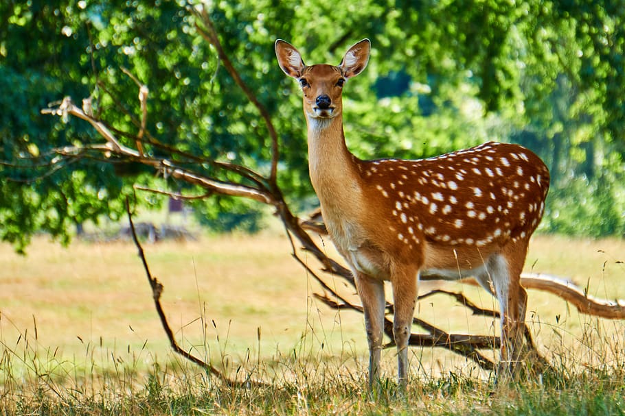 animal, roe deer, forest, wild, mammal, scheu, curious, wild animal HD wallpaper