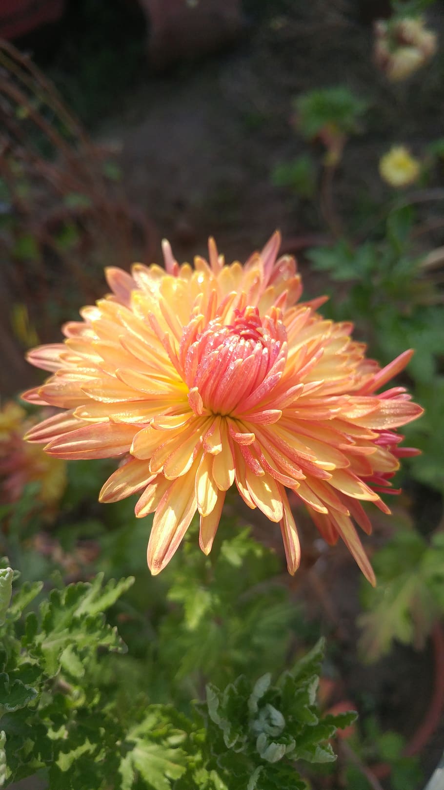 chrysanthemum flower, dew, nature, yellow, flowering plant HD wallpaper