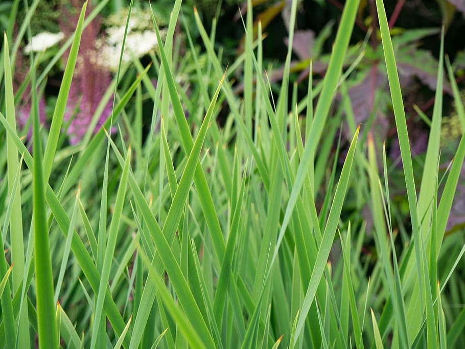 Grass, Leaves, Macro, Nature, blur, field, focus, garden, green HD wallpaper
