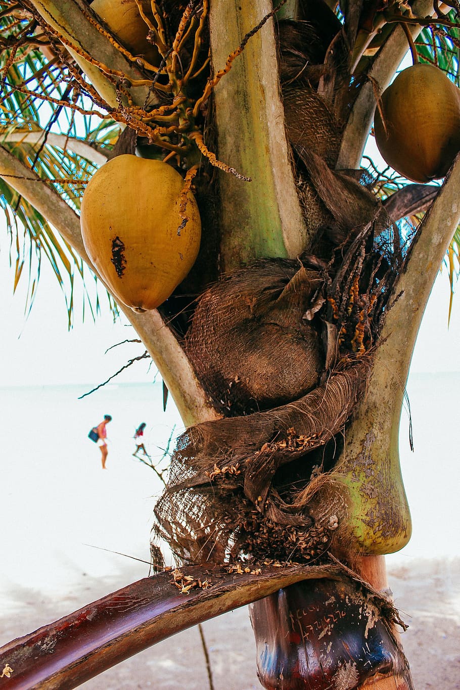Close up of a coconut tree on the beach, branch, bush, drink HD wallpaper