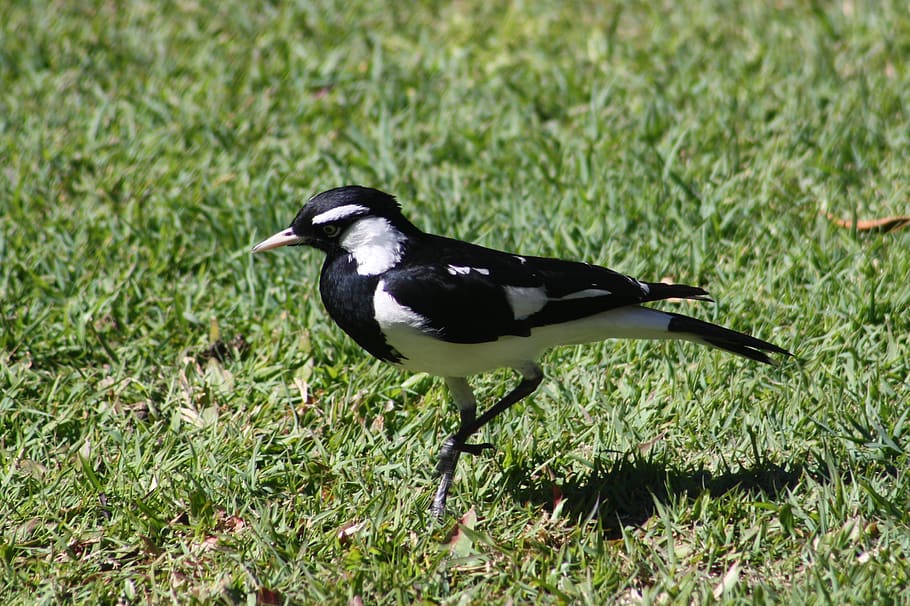 magpie lark, bird, pied, black, white, garden, brisbane, australia