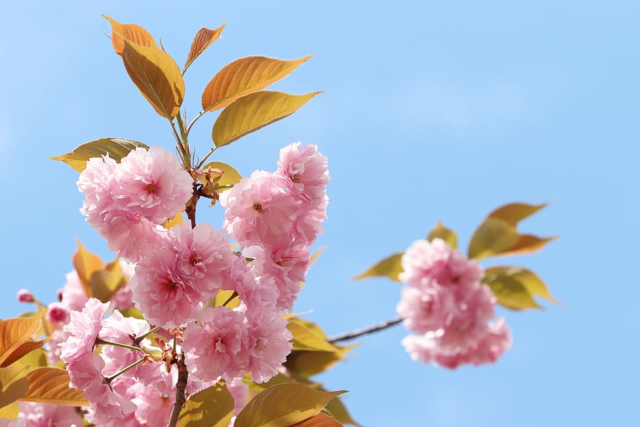 spring, spring flowers, nature, plants, season, garden, flowering HD wallpaper