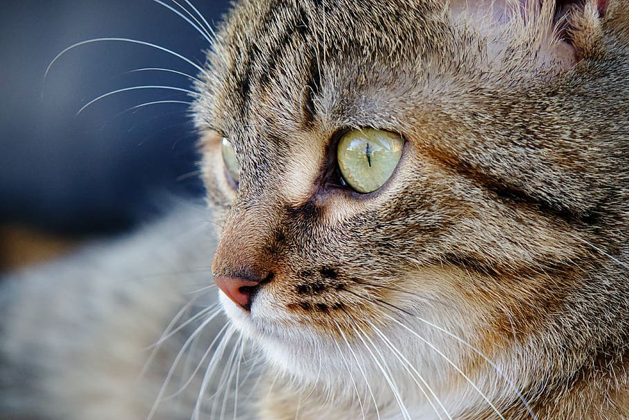 cat, eye, pet, portrait, fur, mammal, animal themes, domestic cat HD wallpaper