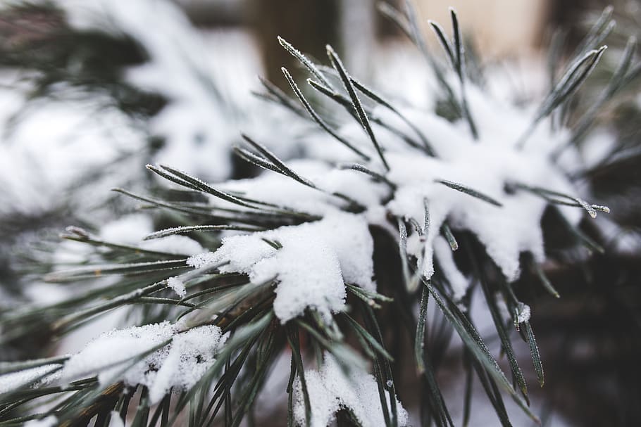 Pine tree with fresh snow, branch, christmas, cold, evergreen HD wallpaper