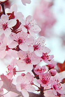 Pink Flower Images  Free Download on Freepik