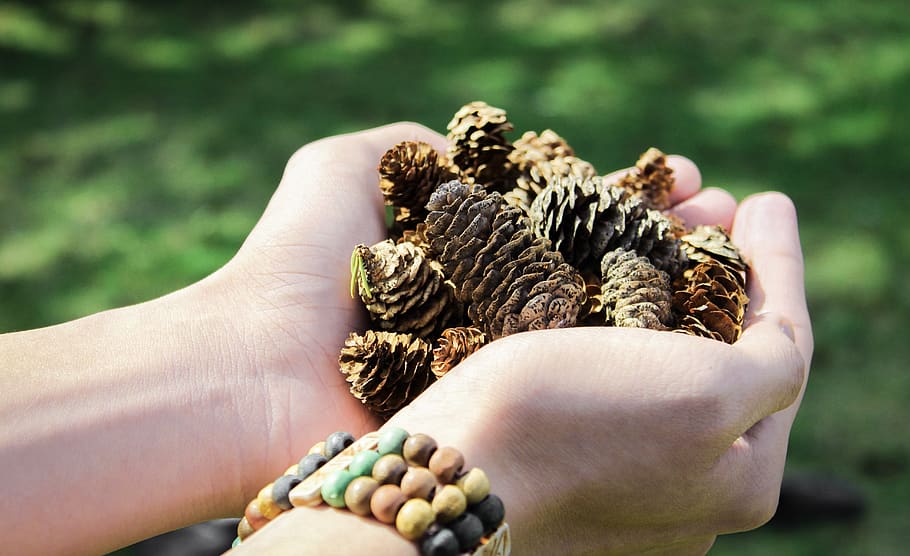 Pine Cones, conifer cones, hands, pinecones, human hand, human body part HD wallpaper