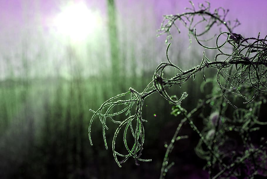 winter, snow, nature, cold, landscape, sunrise, snowflakes HD wallpaper