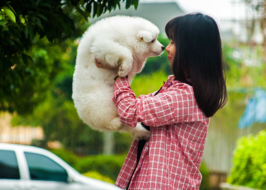 pets, dog, samoyed, satsuma, girls, female, man and beast, togetherness HD wallpaper