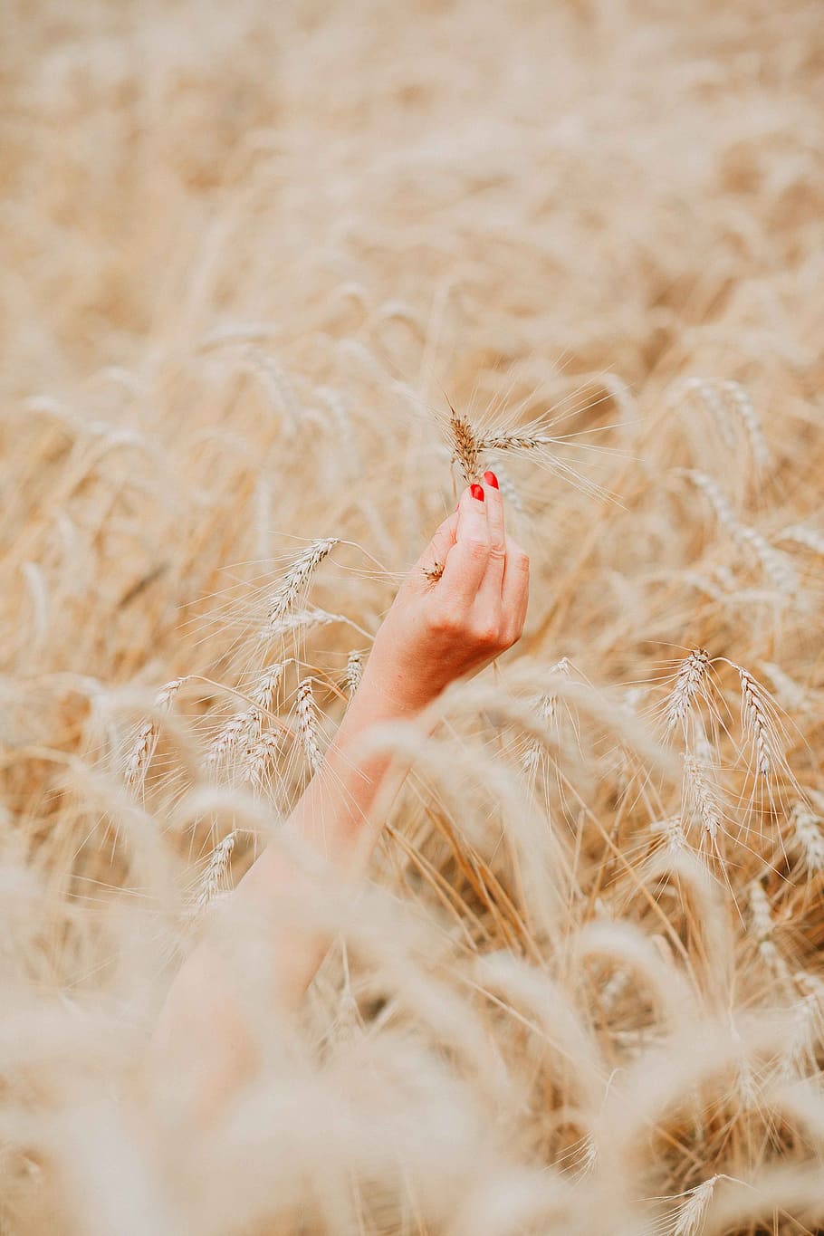 Person's Right Hand Holding Brown Wheat Plant, blur, color, field HD wallpaper
