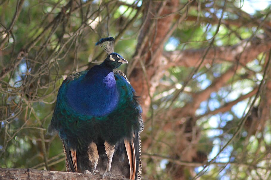 bird, peacock, tree, plumage, blue, nature, colorful, elegant HD wallpaper