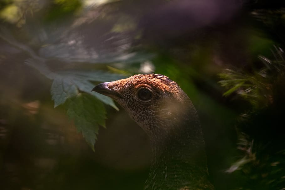 brown bird, beak, animal, bird face, canon, bokeh, eye, foliage HD wallpaper