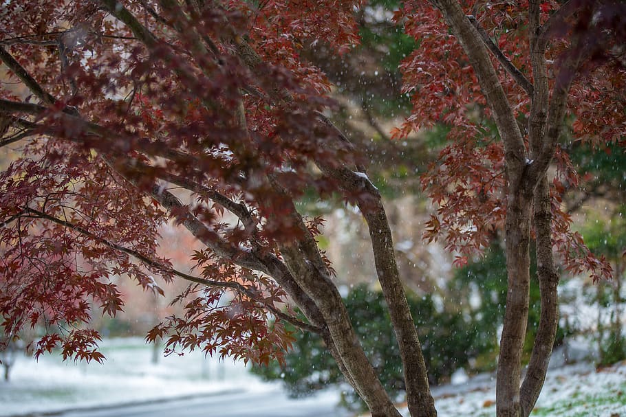 brown leafed tree, plant, tree trunk, snow, outdoors, nature HD wallpaper