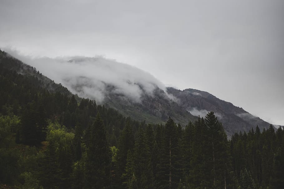 white fog on mountain, plant, tree, abies, fir, pine, conifer HD wallpaper
