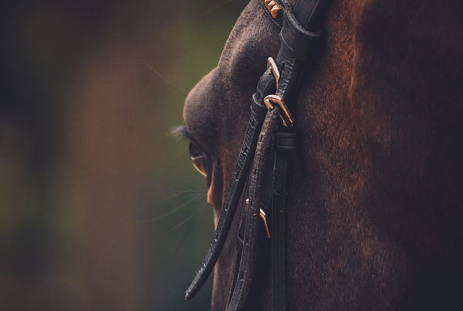 brown horse, one animal, animal themes, animal wildlife, mammal HD wallpaper