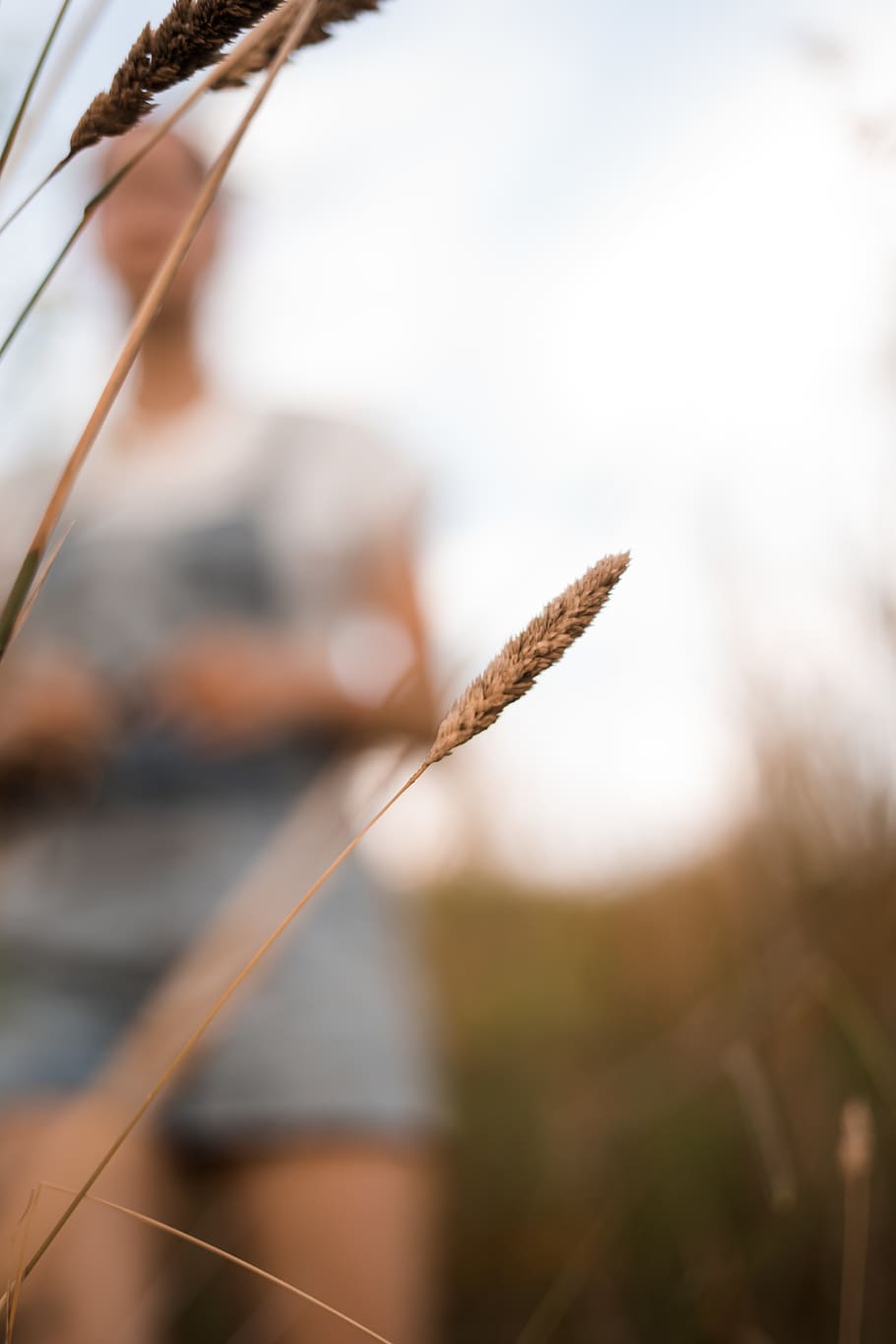 weat, nature, sunset, browns, blur, farm, detail, abstract HD wallpaper