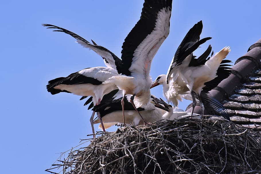 stork, feed, young animals, wing, birds, plumage, nature, rattle stork HD wallpaper