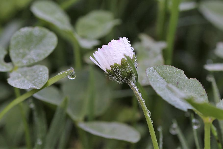 daisy, dewdrop, meadow, macro, plant, growth, beauty in nature, HD wallpaper