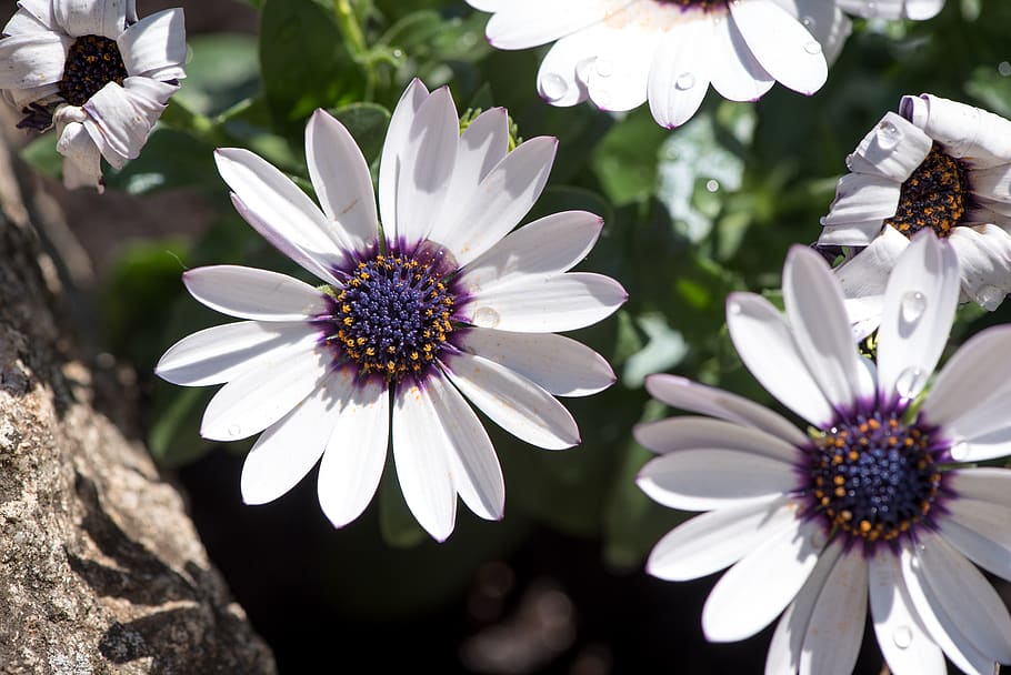 flowers, white, bloom, garden, in the garden, spring, plant HD wallpaper