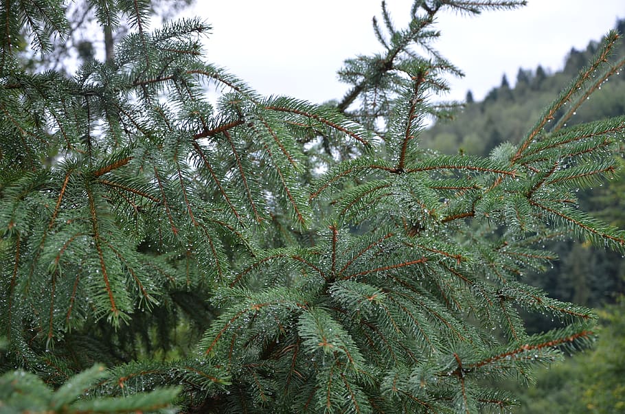 branch, needles, drops, rosa, plant, forest, macro, the carpathians HD wallpaper