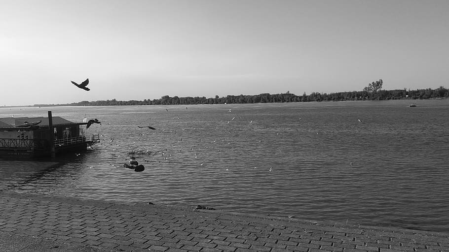 serbia, belgrade, bird, water, animal, animal themes, vertebrate HD wallpaper