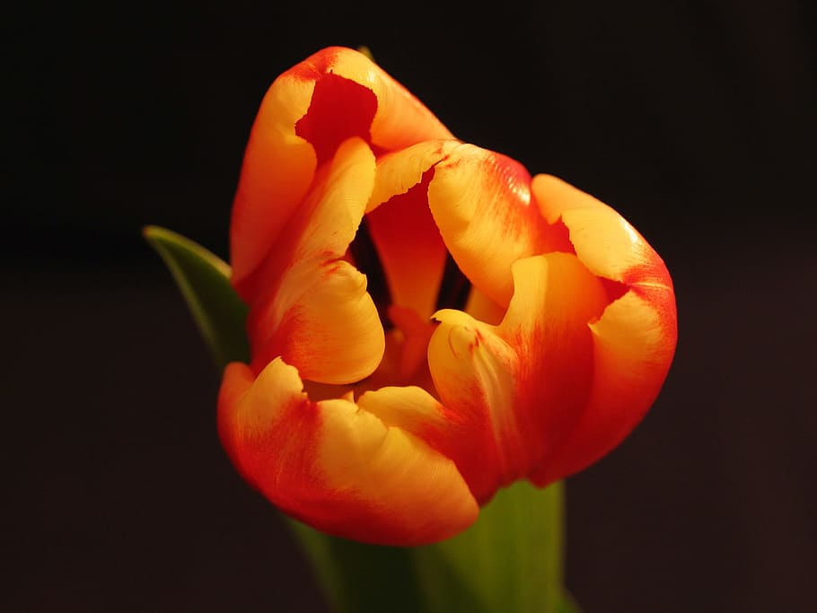 Orange Tulips, bloom, blosoom, flower, nature, petals, pistil HD wallpaper