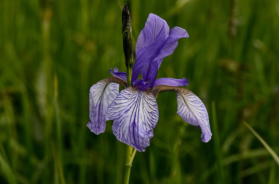 iris, lily, blossom, bloom, purple, spring, spring flower, violet HD wallpaper