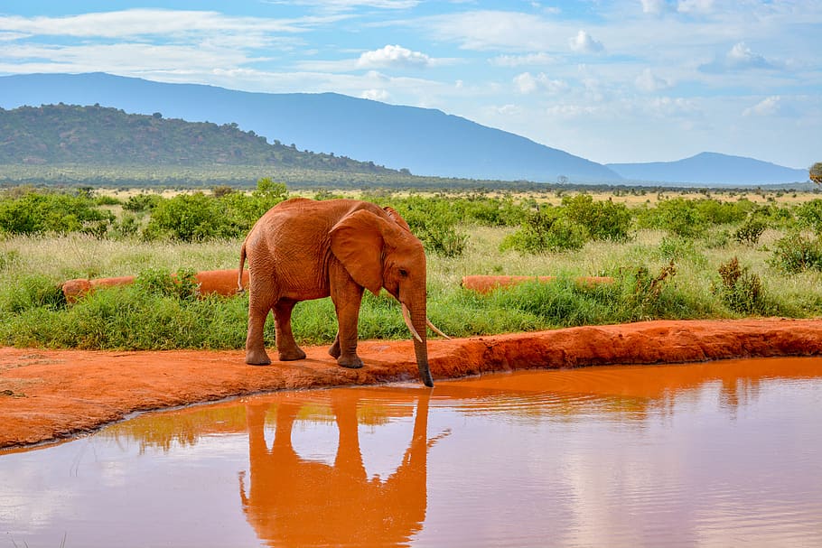 elephant getting water from its trunk during daytime, animal HD wallpaper