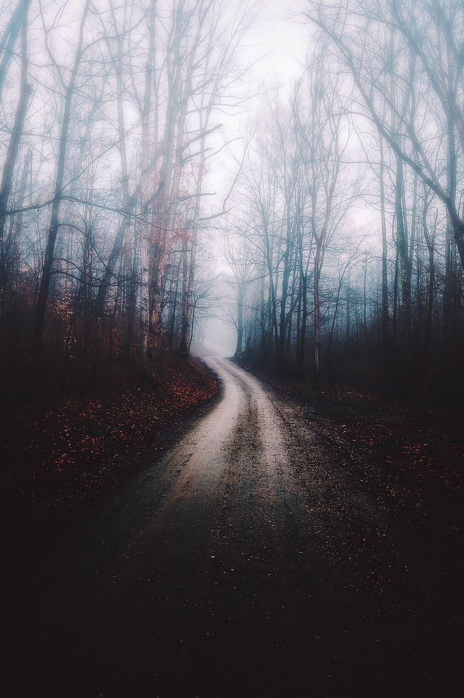 color, spooky, eerie, trees, path, road, fog, the way forward HD wallpaper