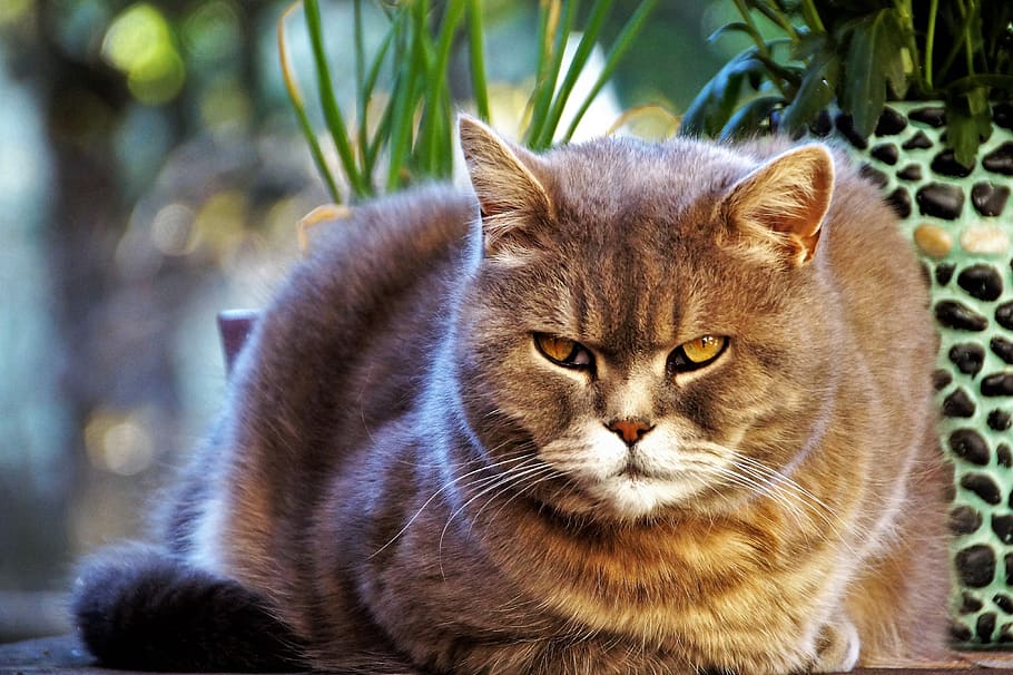 cat, british, blue, home, pet, race, yellow, eyes, catlike HD wallpaper