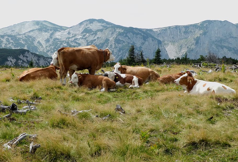 meadow, grass, cow, graze, alpine dairy farming, nature, mammal HD wallpaper