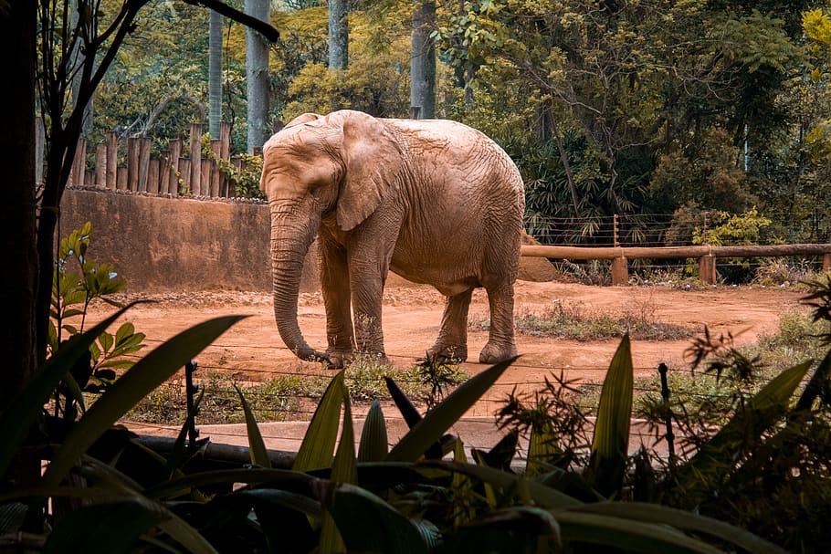 Brown Elephant Near Trees, animal, daylight, dirt, elephant trunk
