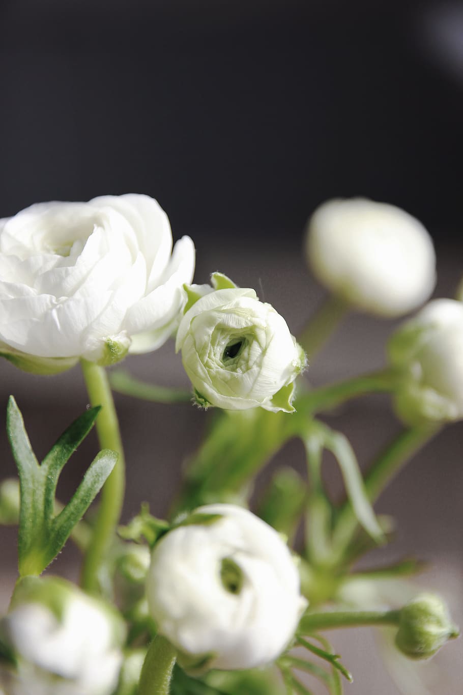 white peonies in selective focus photography, flower, plant, freshness HD wallpaper