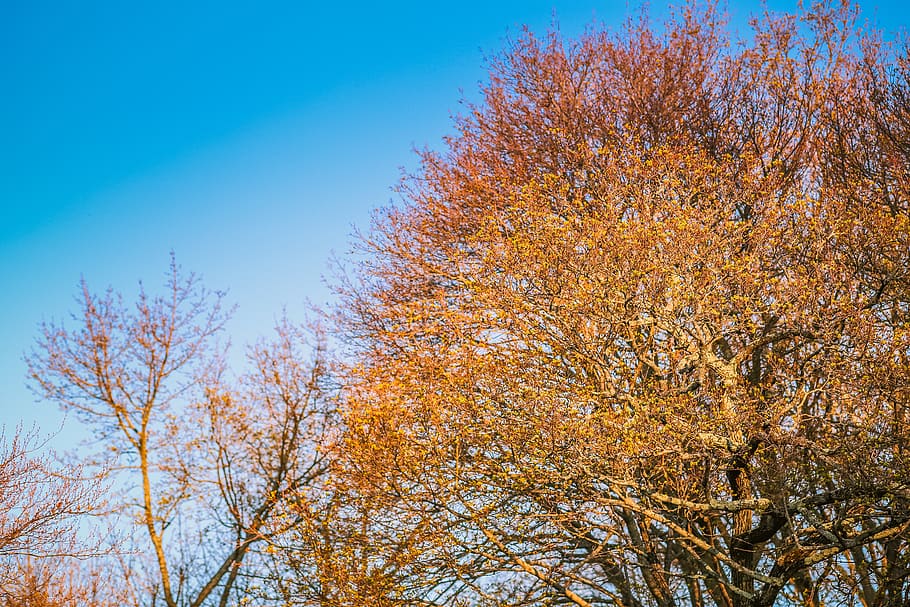 sky, trees, spring, love, autumn, plant, beauty in nature, low angle view HD wallpaper