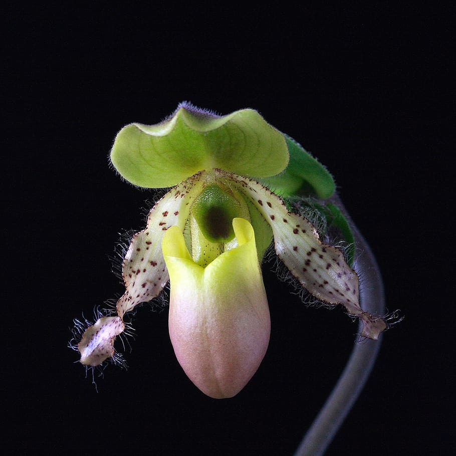 orchid, flower, bloom, blossom, nature, exotic, tropical, flora HD wallpaper