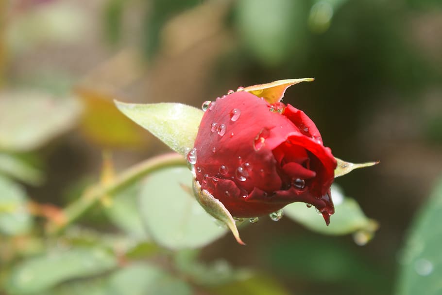 flower, nature, romantic, spring, floral, rose, petal, red HD wallpaper