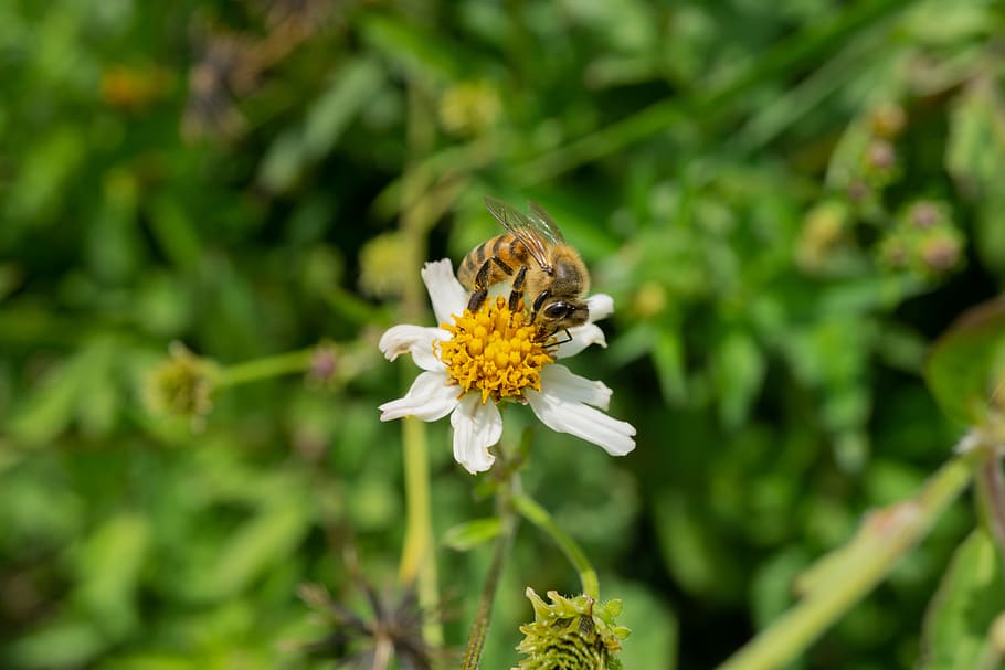 macro, bees, flower, flowering plant, beauty in nature, insect HD wallpaper