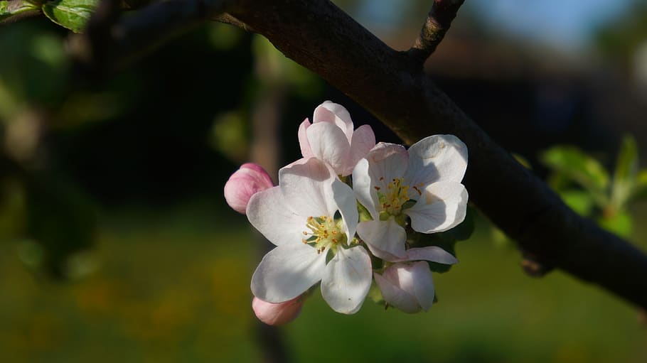 nature, plants, twigs, tree, white, flowers, spring, flowering plant HD wallpaper