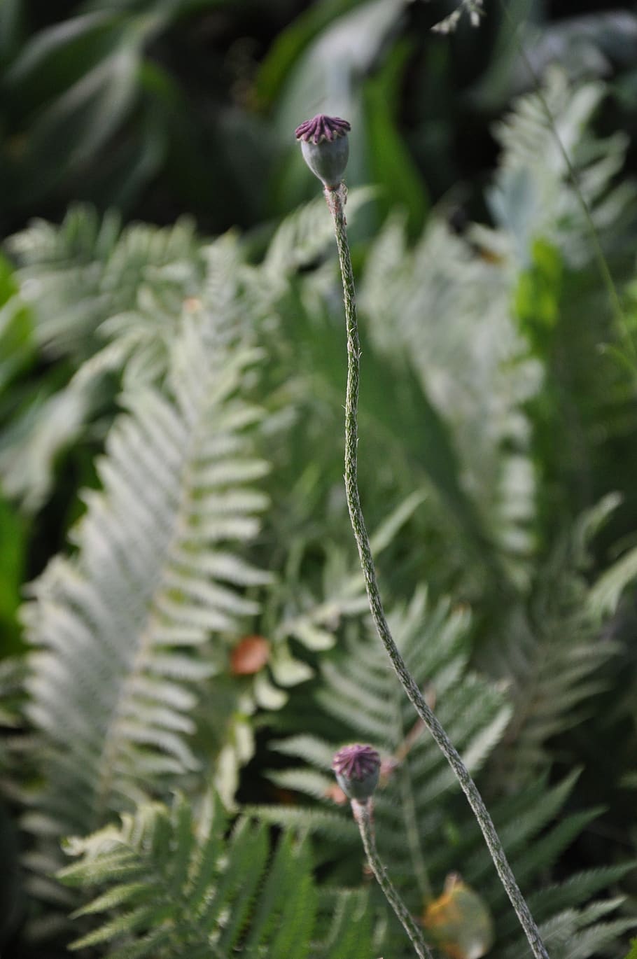 mack, plant, garden, sheet, leaves, bud, stem, fern, flora HD wallpaper