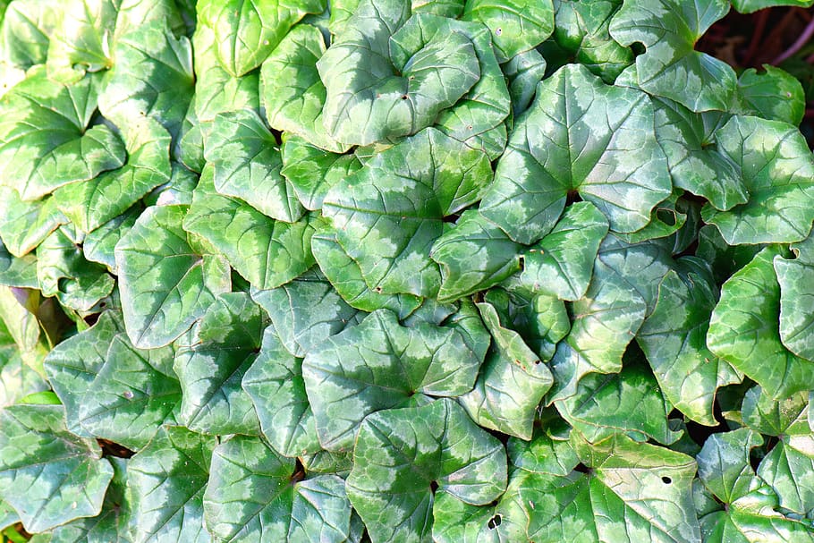 efeu, ivy, nature, foliage, leaves, plant, green, garden, vine HD wallpaper