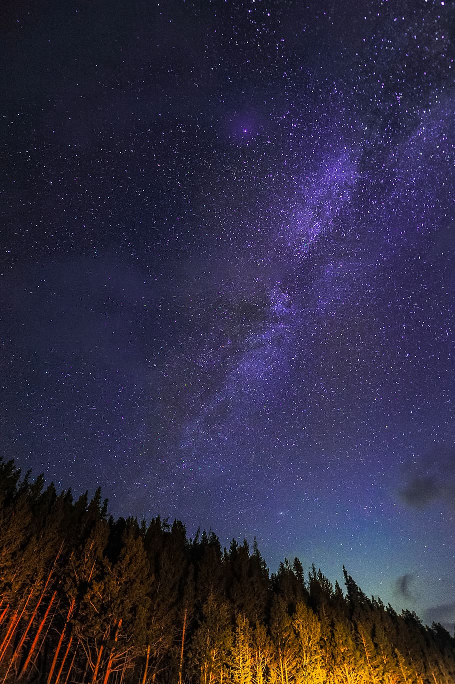 pine trees during nighttime, astronomy, star - space, scenics - nature HD wallpaper
