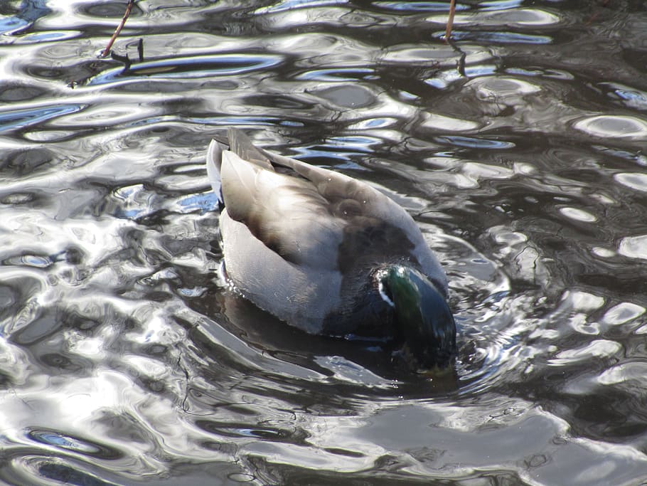 duck, pond, water, drinking, animal, bird, wildlife, animal wildlife HD wallpaper